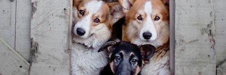 1puppy_Dogs's profile banner image
