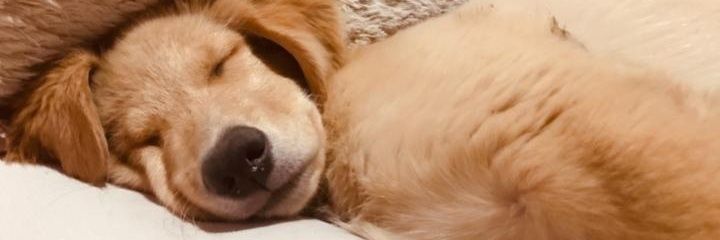 CisternaMaurii's profile banner image