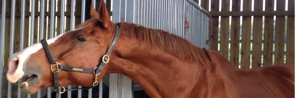 Sasha 🇬🇧 banner