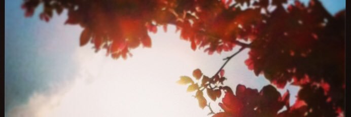 17LisaM's profile banner image