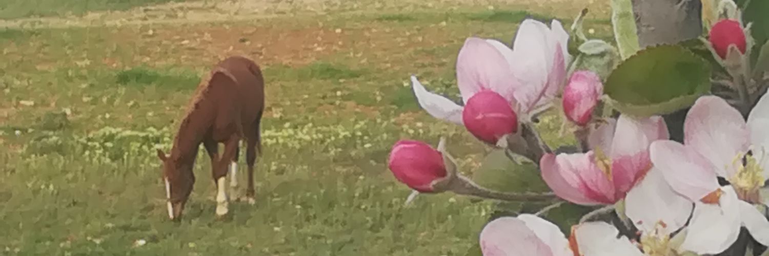 hadeel_math's profile banner image