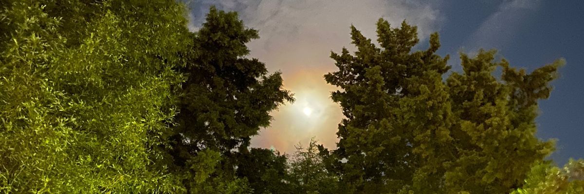 cattmani's profile banner image