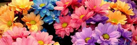 Erika_Langer_'s profile banner image