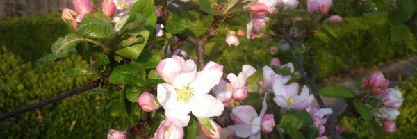 riasmid Profile Banner