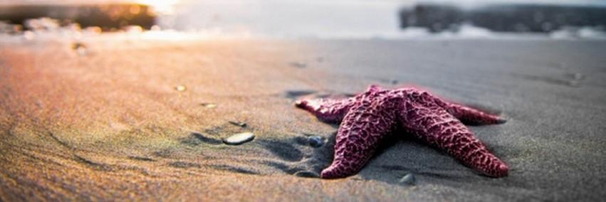 Dr. Julie Johnson banner