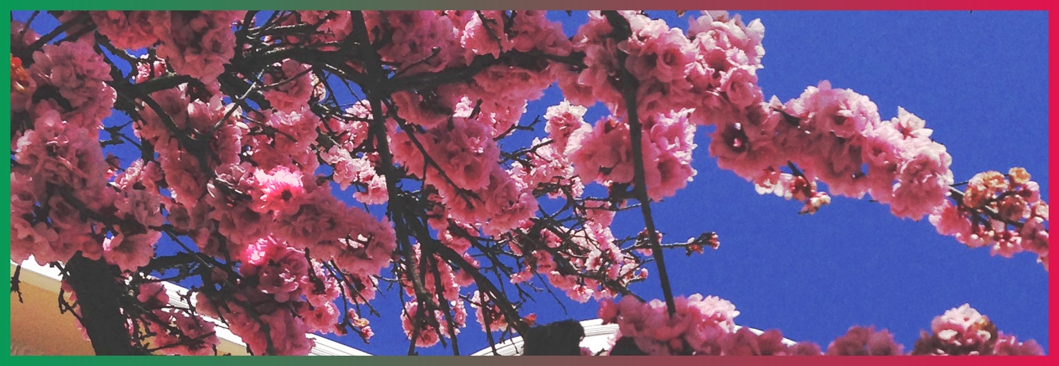 GonsalvesDayane's profile banner image