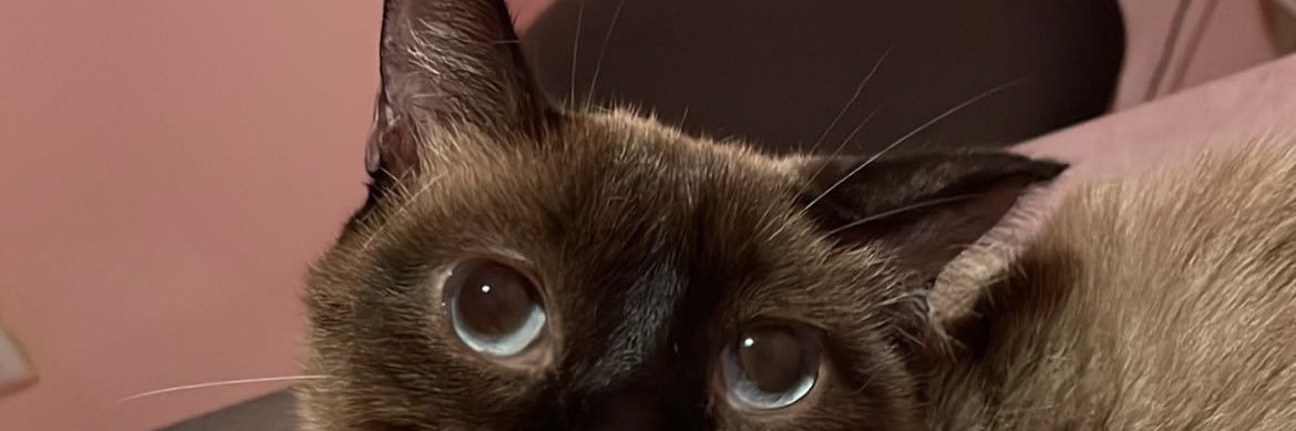titi banner