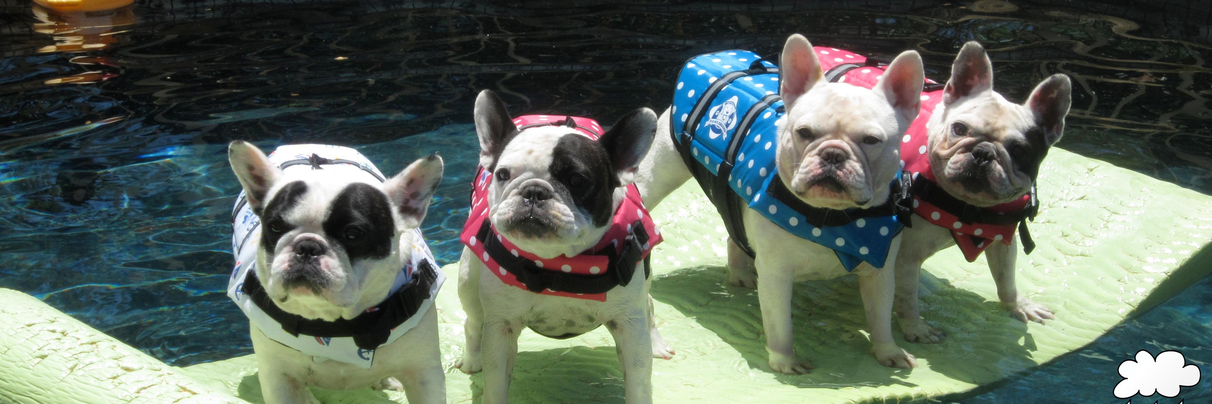 pawsaboard's profile banner image