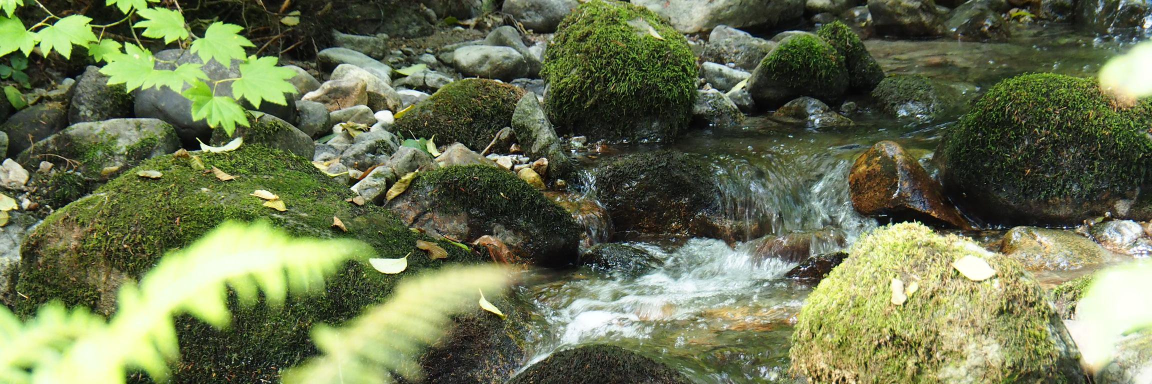 WVStreamkeepers's profile banner image