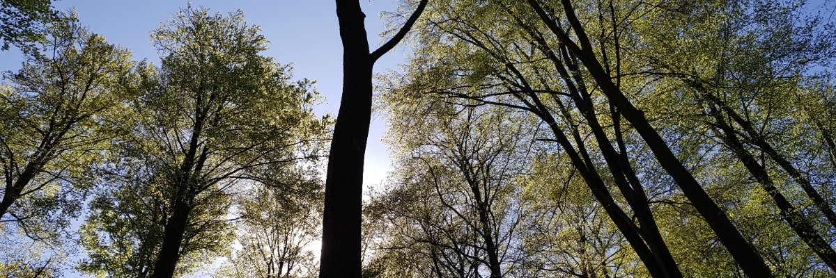 SampoBrander's profile banner image