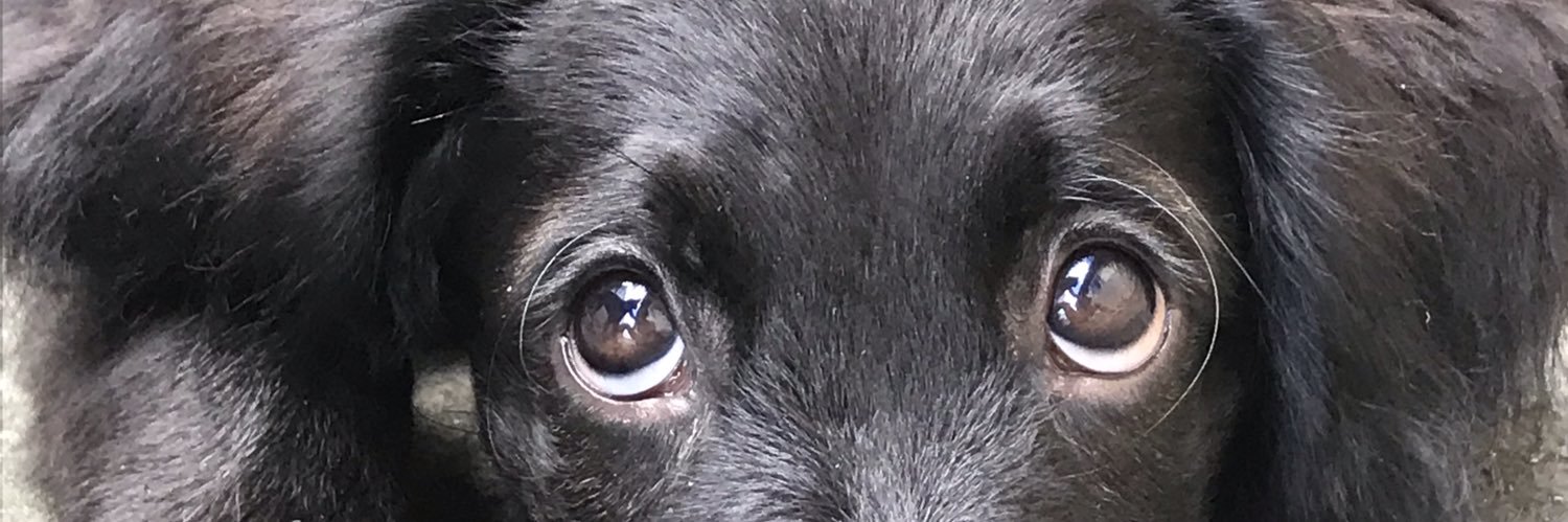 anakmrtins's profile banner image