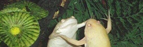 salviiza's profile banner image