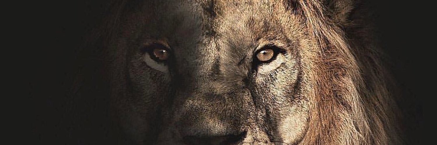ryantharoyal's profile banner image