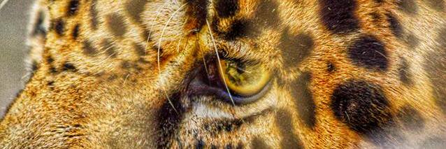 cafin8's profile banner image