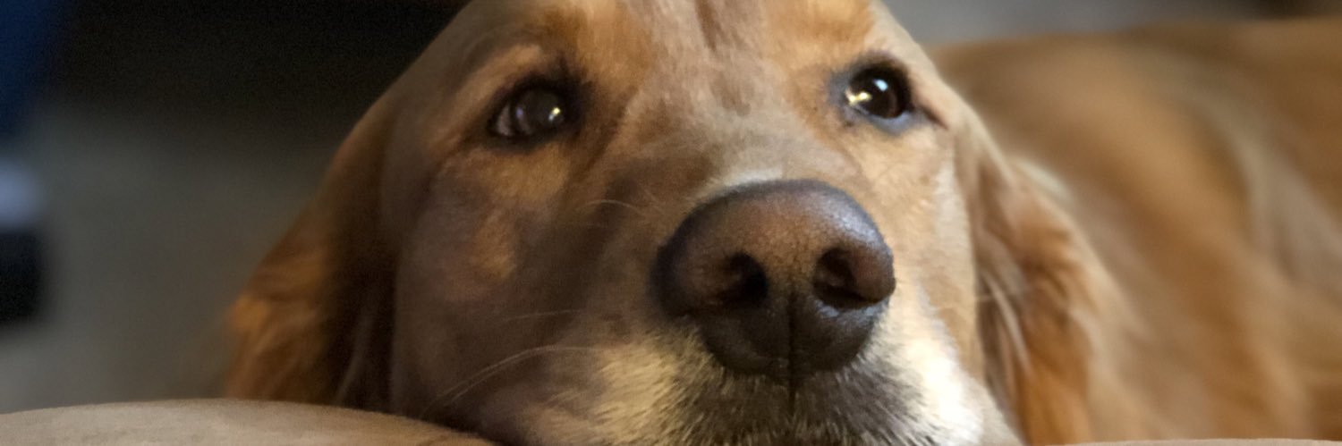 nicky banner