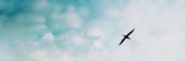 HoboIntl Profile Banner