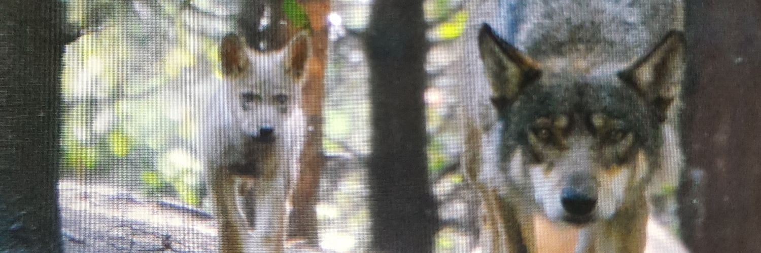 MJP_Roth's profile banner image