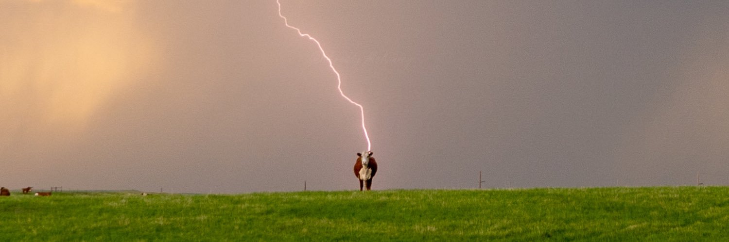 letícia leite banner