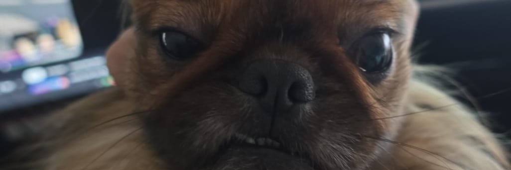IvoMarante's profile banner image