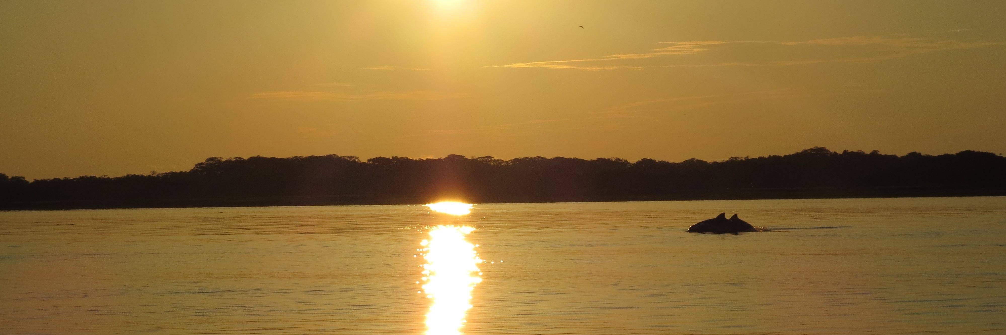 Mafalda de Freitas banner