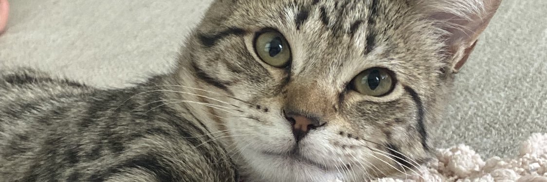 conormcpoyle's profile banner image