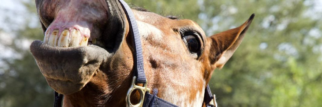 VictoriaCristo's profile banner image