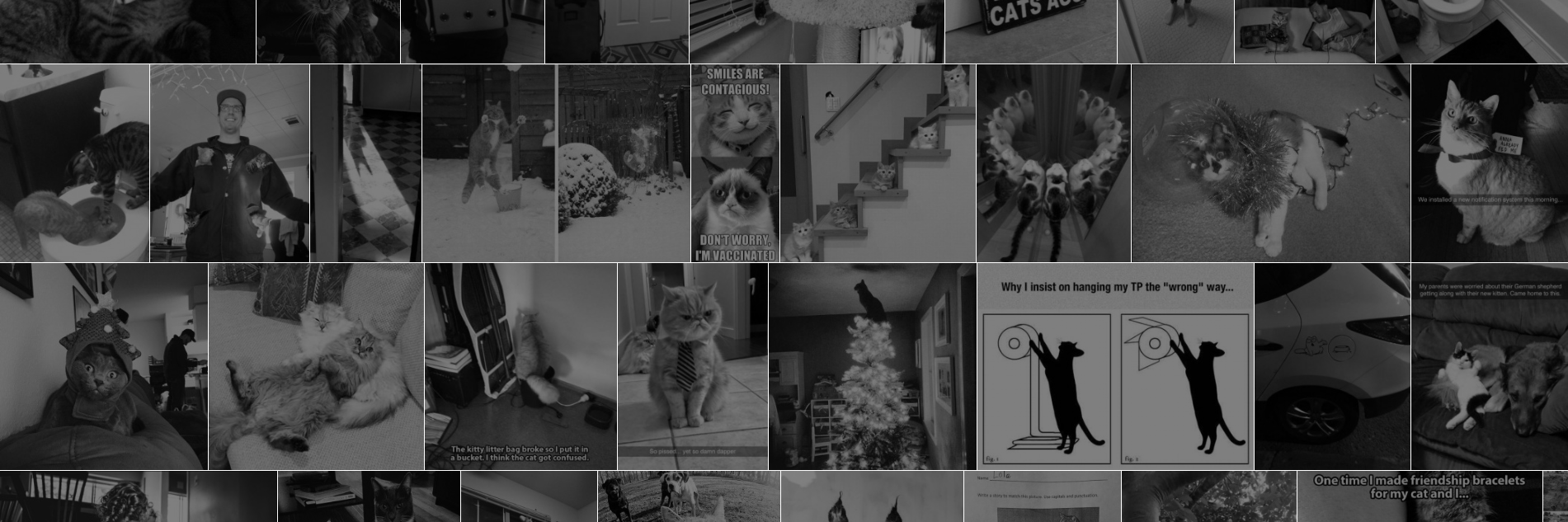 PetitPointChat's profile banner image
