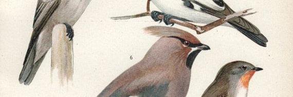 benedettamale's profile banner image