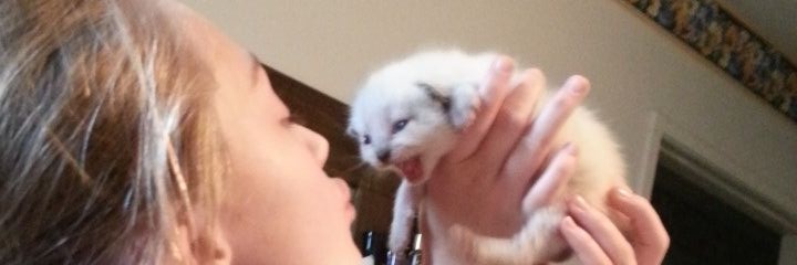 Emmy_Cat_'s profile banner image