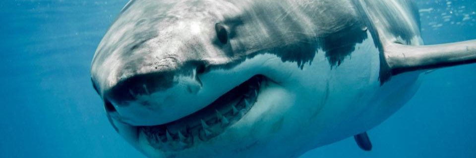 _Humble_Beast_'s profile banner image