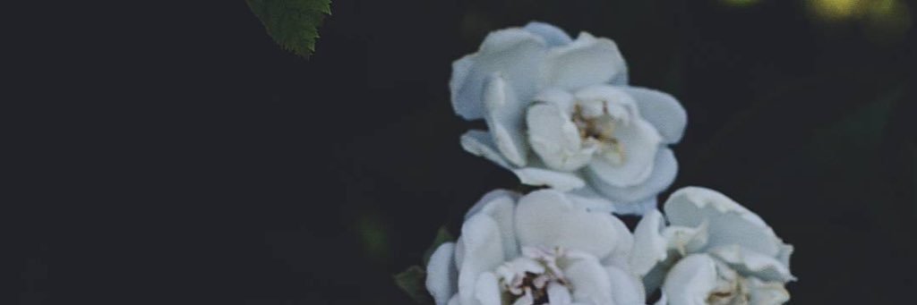AMONA_999's profile banner image