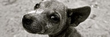 hogar animal feliz banner