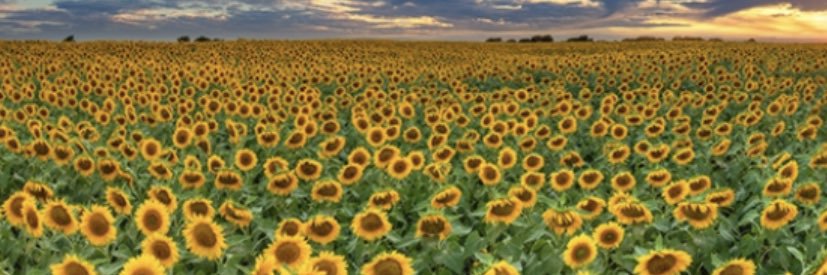 G_Wimms's profile banner image