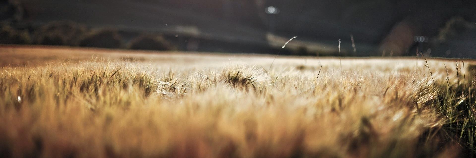 Sparrows122's profile banner image