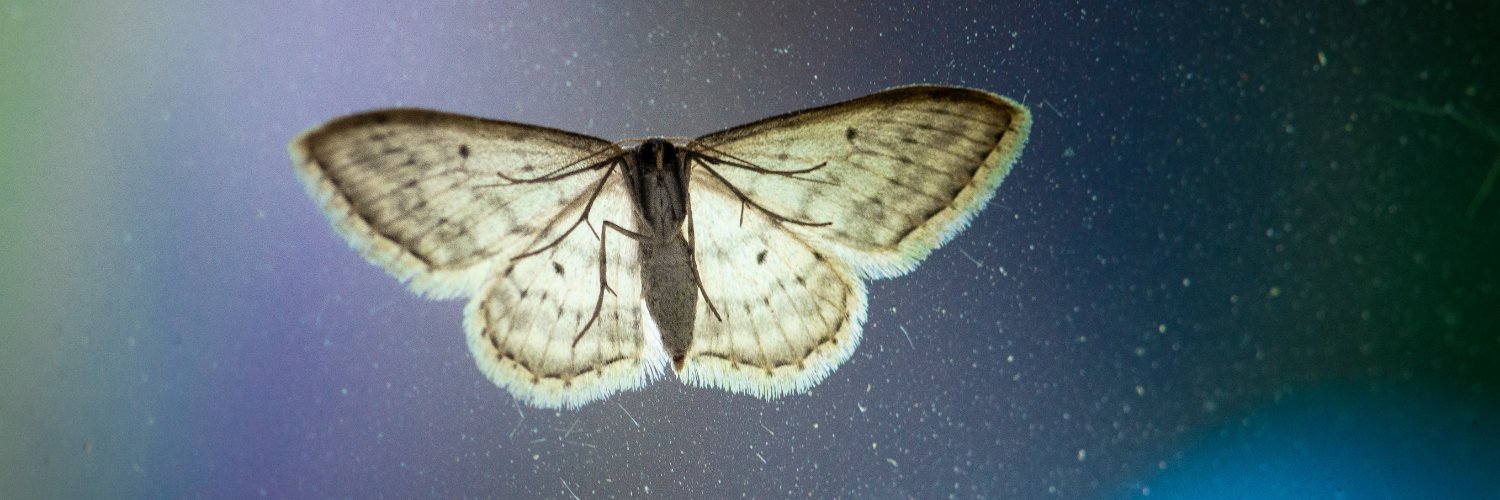 Isabel González banner