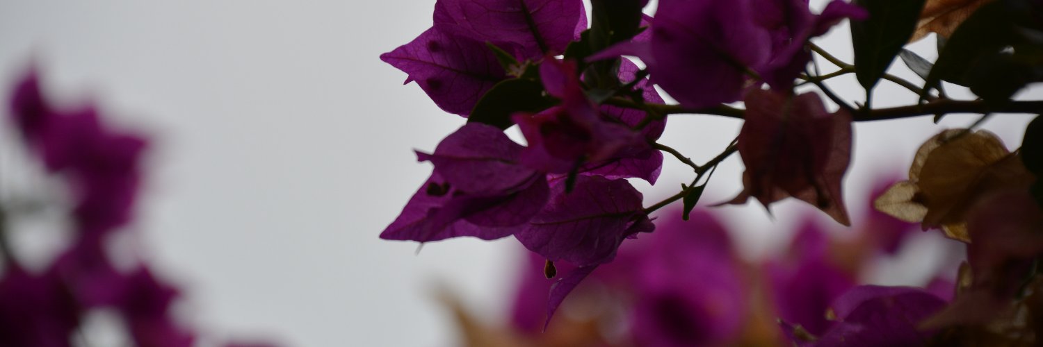Majob216's profile banner image