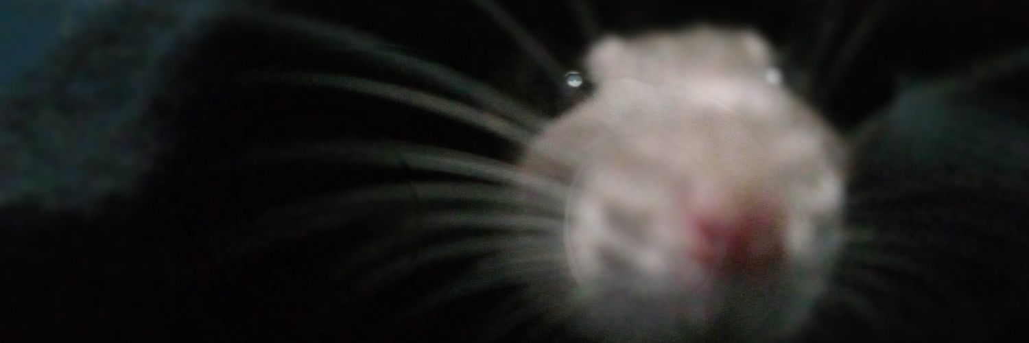 evilsalizard's profile banner image