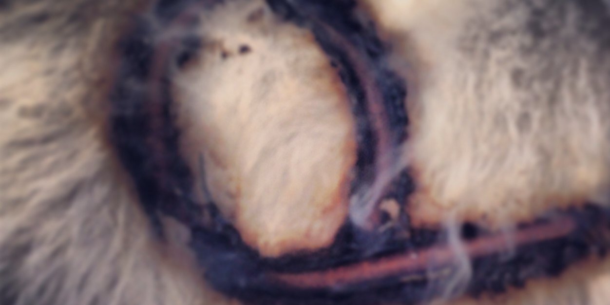 ottoleven6's profile banner image