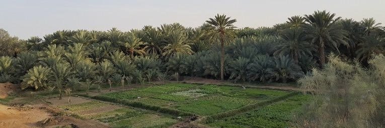 بروفيسور / بخيت العشوان الدوسري banner