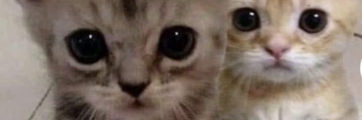 awkward_asylum's profile banner image