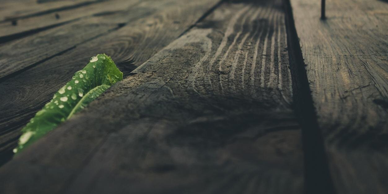 frosas's profile banner image