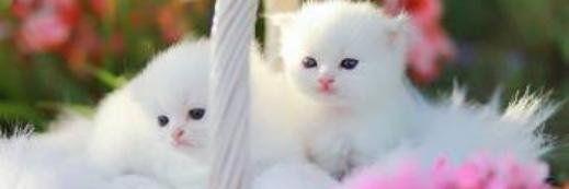 melly_WOW's profile banner image