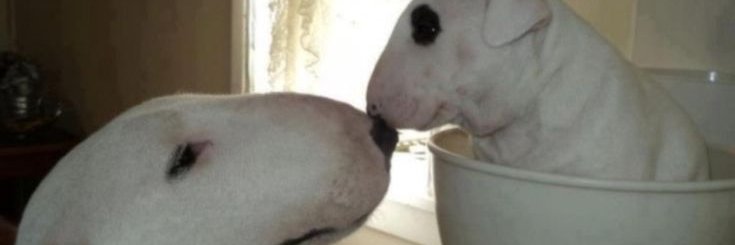 Josheep_'s profile banner image