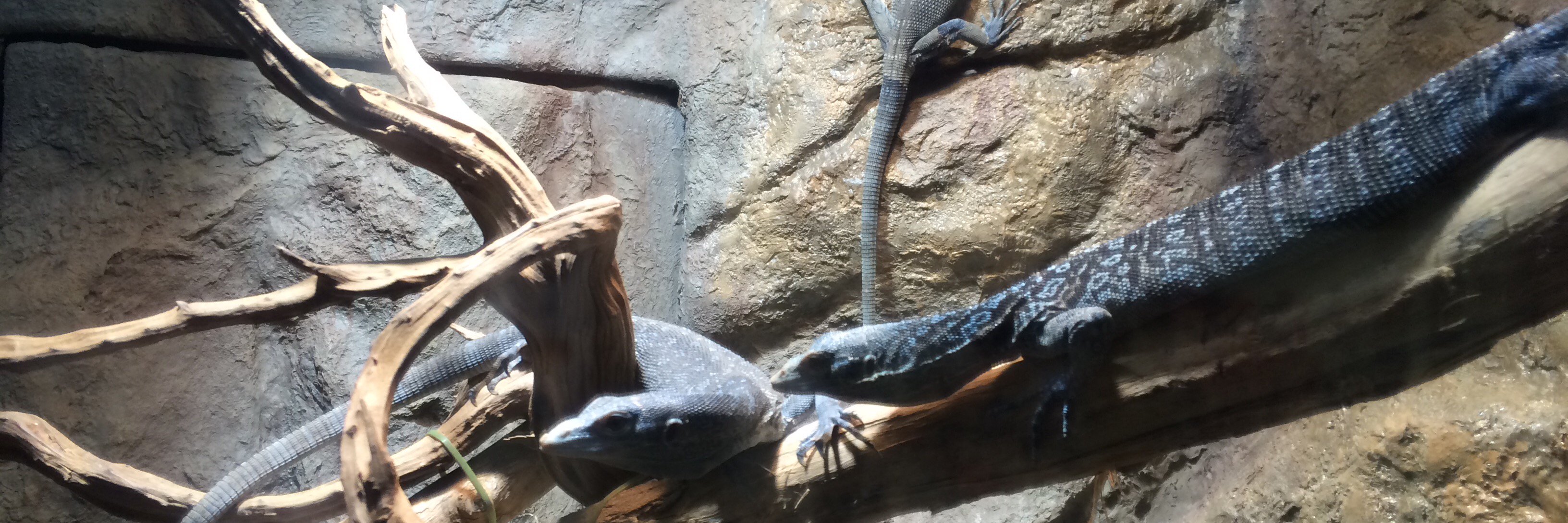 bluelizard_68's profile banner image