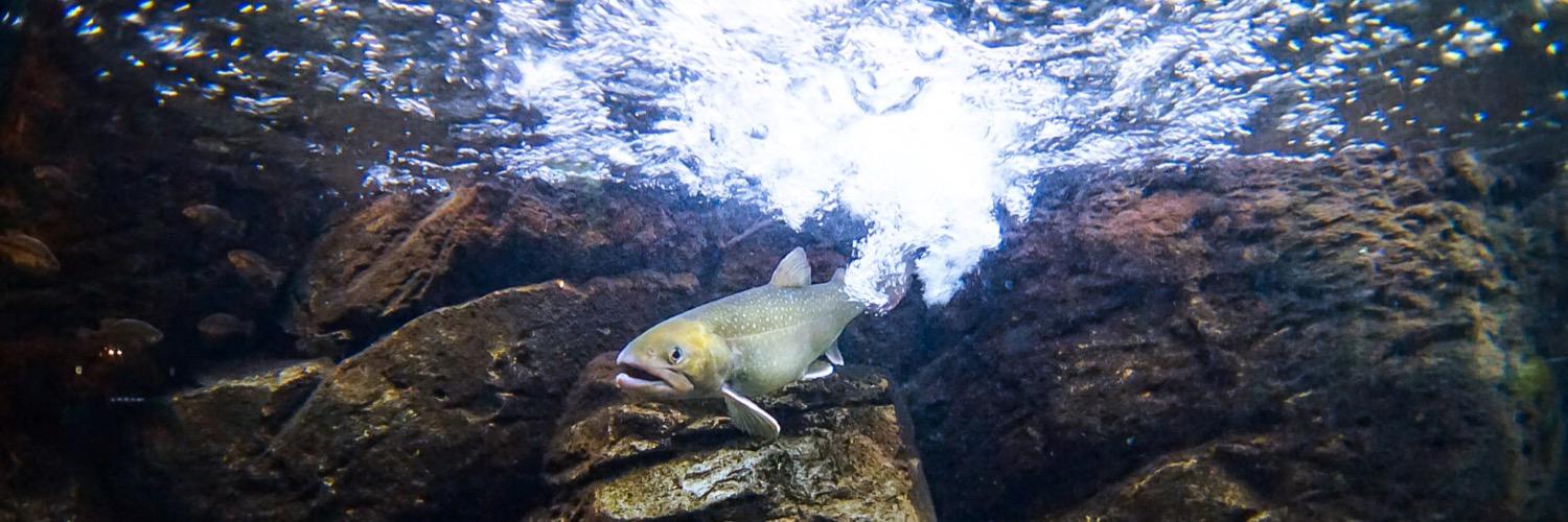 💁‍♀️🎣 banner