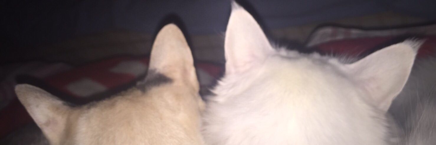 zunda_mk1's profile banner image
