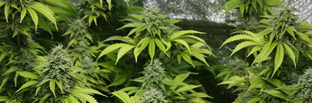 AbsoluteProp215's profile banner image