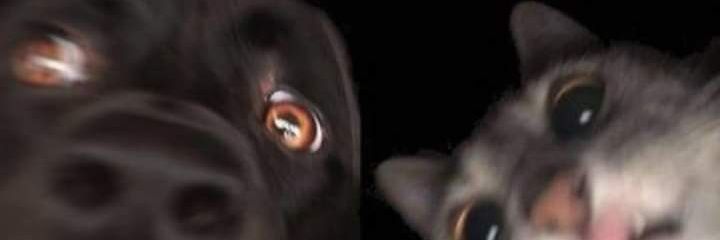 catythinggg's profile banner image