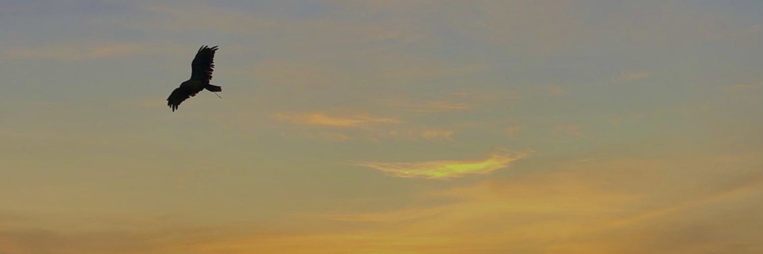 Ceceoyaa's profile banner image