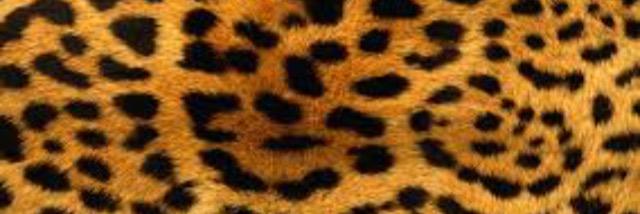 ElenaTamaral's profile banner image